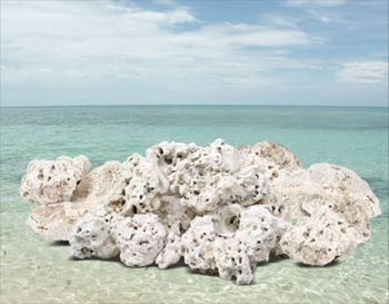 Coral Base Rocks